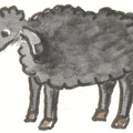 Schaf schwarz