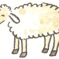 Schaf weiss