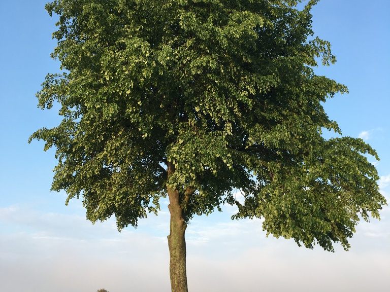 Baum1