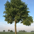 Baum1