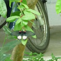 Mopeds in Vietnam 3