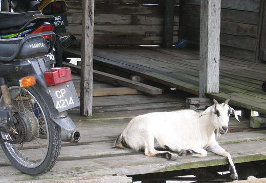 Moped in Malaysia